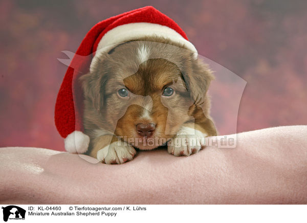 Miniatur Australian Shepherd Welpe / Miniature Australian Shepherd Puppy / KL-04460