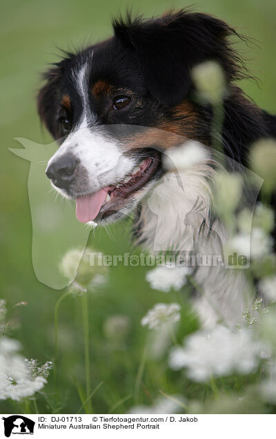 Miniatur Australian Shepherd Portrait / Miniature Australian Shepherd Portrait / DJ-01713