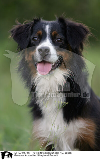 Miniatur Australian Shepherd Portrait / Miniature Australian Shepherd Portrait / DJ-01716