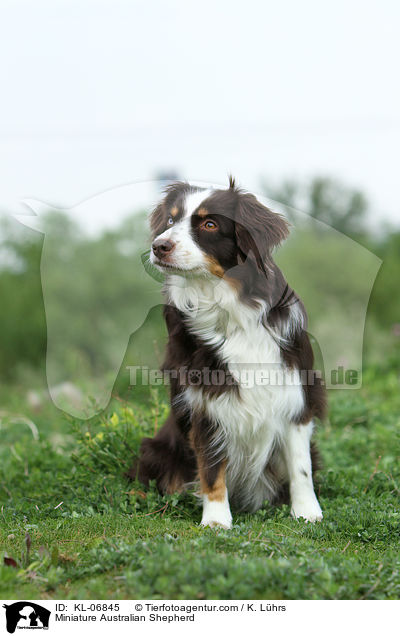 Miniature Australian Shepherd / Miniature Australian Shepherd / KL-06845