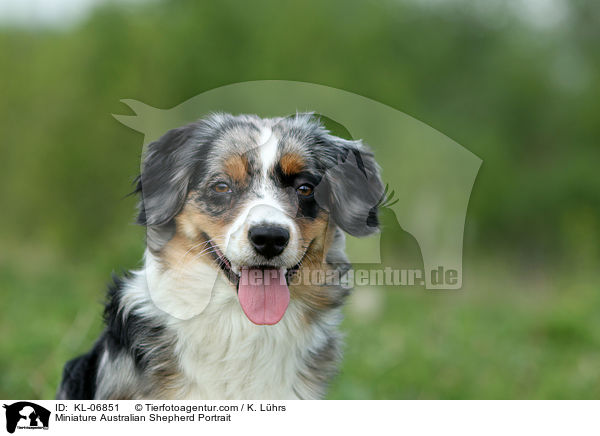 Miniature Australian Shepherd Portrait / Miniature Australian Shepherd Portrait / KL-06851