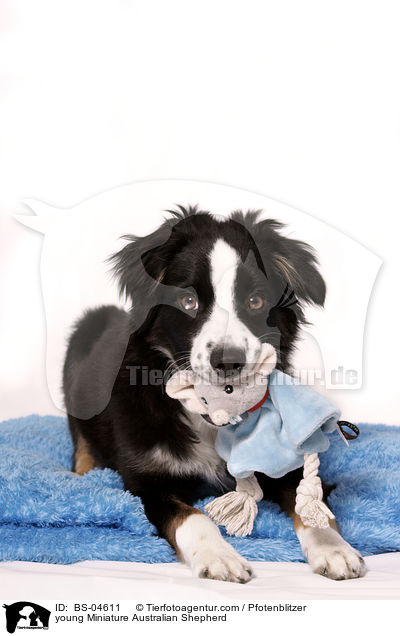 junger Miniature Australian Shepherd / young Miniature Australian Shepherd / BS-04611