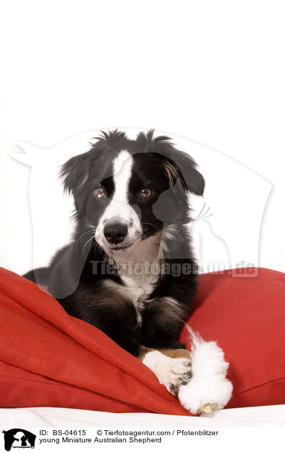 junger Miniature Australian Shepherd / young Miniature Australian Shepherd / BS-04615