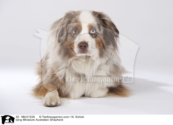 liegender Miniature Australian Shepherd / lying Miniature Australian Shepherd / NN-01528