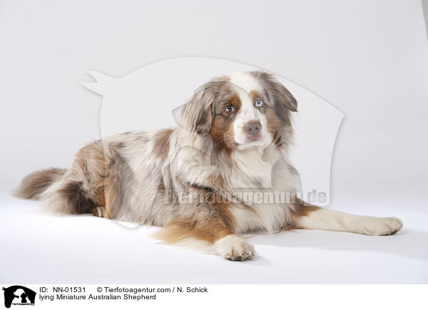 liegender Miniature Australian Shepherd / lying Miniature Australian Shepherd / NN-01531