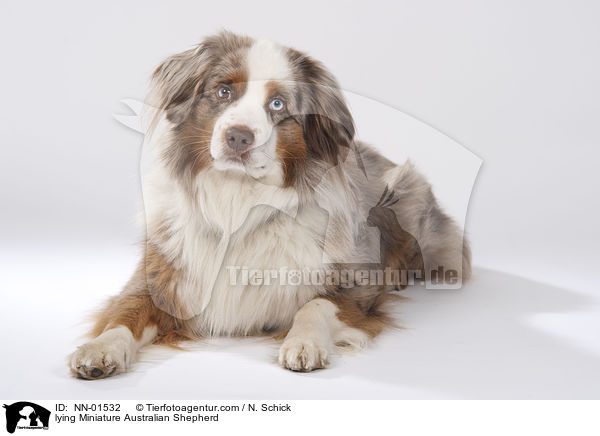 liegender Miniature Australian Shepherd / lying Miniature Australian Shepherd / NN-01532