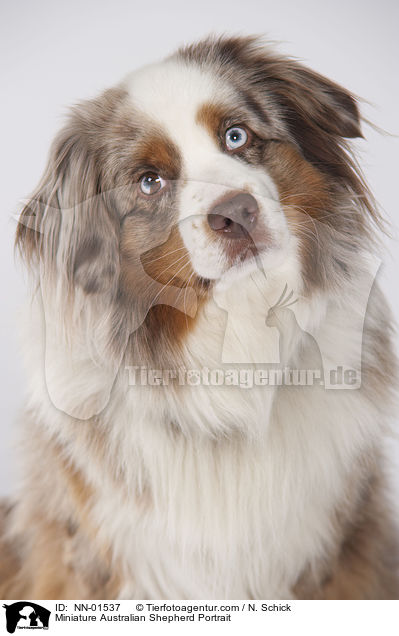 Miniature Australian Shepherd Portrait / Miniature Australian Shepherd Portrait / NN-01537