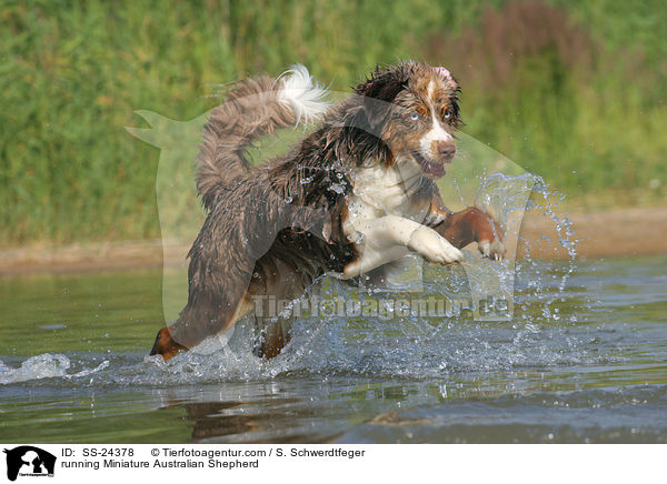 rennender Miniature Australian Shepherd / running Miniature Australian Shepherd / SS-24378