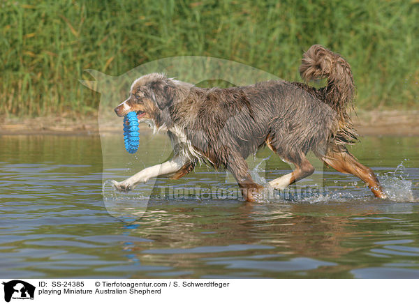 spielender Miniature Australian Shepherd / playing Miniature Australian Shepherd / SS-24385