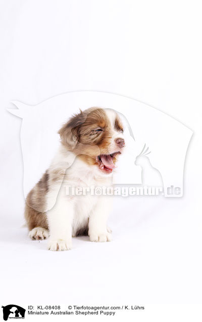 Miniature Australian Shepherd Welpe / Miniature Australian Shepherd Puppy / KL-08408