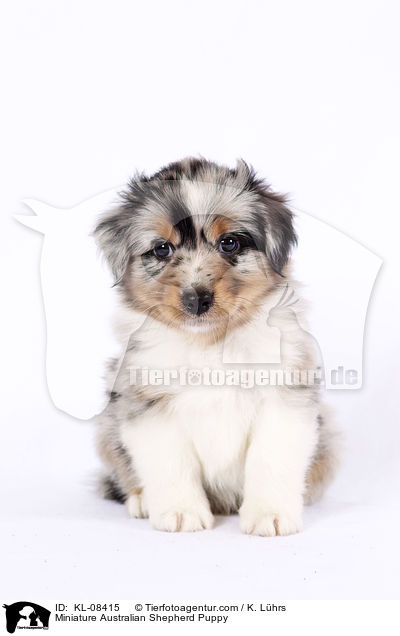 Miniature Australian Shepherd Welpe / Miniature Australian Shepherd Puppy / KL-08415