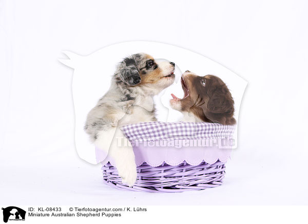 Miniature Australian Shepherd Welpen / Miniature Australian Shepherd Puppies / KL-08433