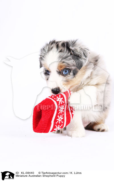 Miniature Australian Shepherd Welpe / Miniature Australian Shepherd Puppy / KL-08440