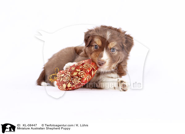 Miniature Australian Shepherd Puppy / KL-08447