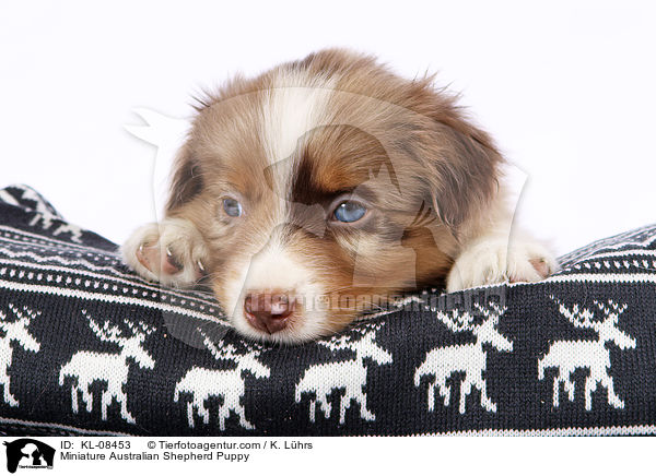 Miniature Australian Shepherd Welpe / Miniature Australian Shepherd Puppy / KL-08453