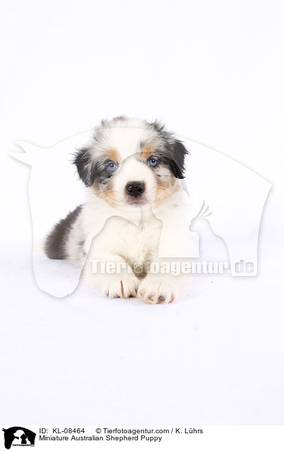 Miniature Australian Shepherd Welpe / Miniature Australian Shepherd Puppy / KL-08464