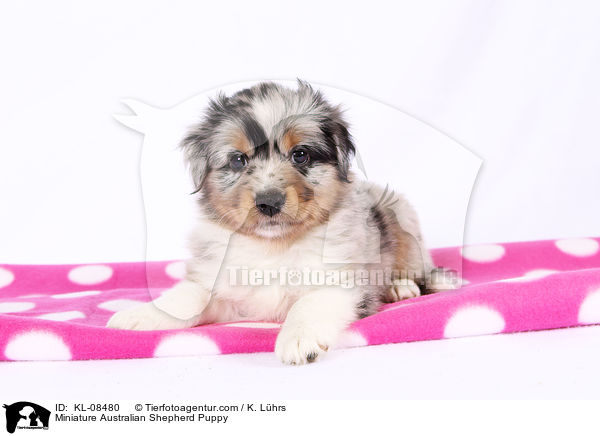 Miniature Australian Shepherd Welpe / Miniature Australian Shepherd Puppy / KL-08480