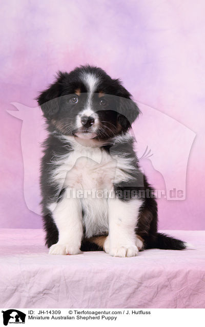 Miniature Australian Shepherd Welpe / Miniature Australian Shepherd Puppy / JH-14309