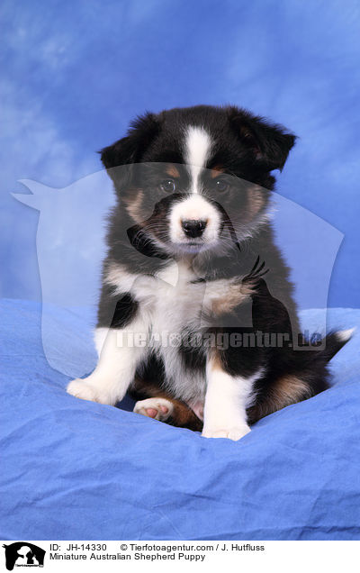 Miniature Australian Shepherd Welpe / Miniature Australian Shepherd Puppy / JH-14330