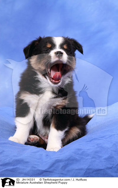 Miniature Australian Shepherd Welpe / Miniature Australian Shepherd Puppy / JH-14331