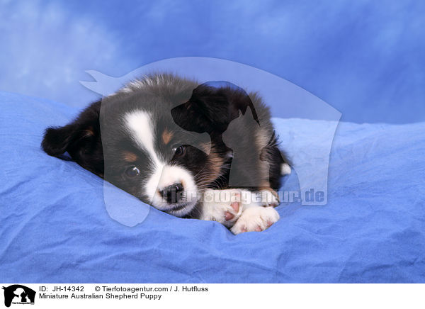 Miniature Australian Shepherd Welpe / Miniature Australian Shepherd Puppy / JH-14342