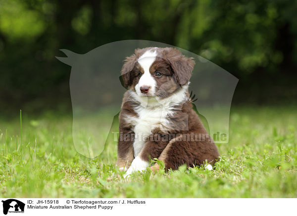 Miniatur Australian Shepherd Welpe / Miniature Australian Shepherd Puppy / JH-15918