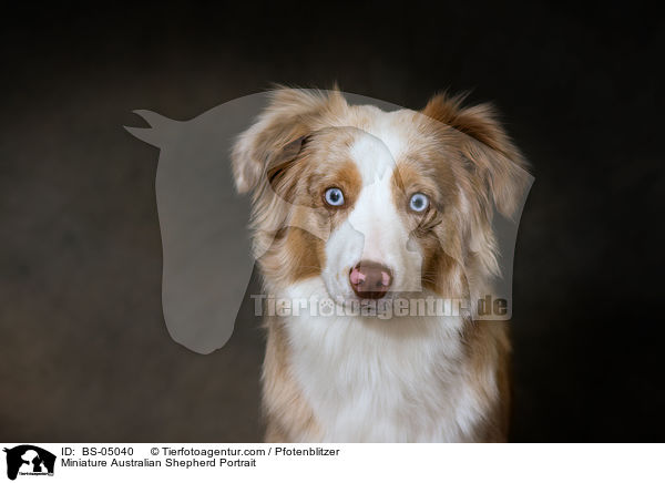 Miniature Australian Shepherd Portrait / Miniature Australian Shepherd Portrait / BS-05040