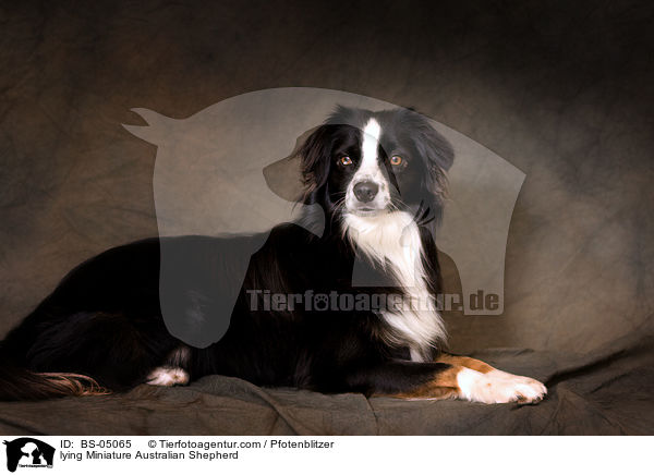 liegender Miniature Australian Shepherd / lying Miniature Australian Shepherd / BS-05065