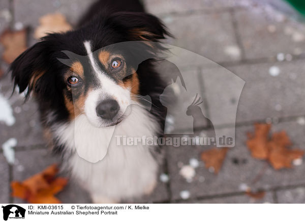 Miniature Australian Shepherd Portrait / Miniature Australian Shepherd Portrait / KMI-03615