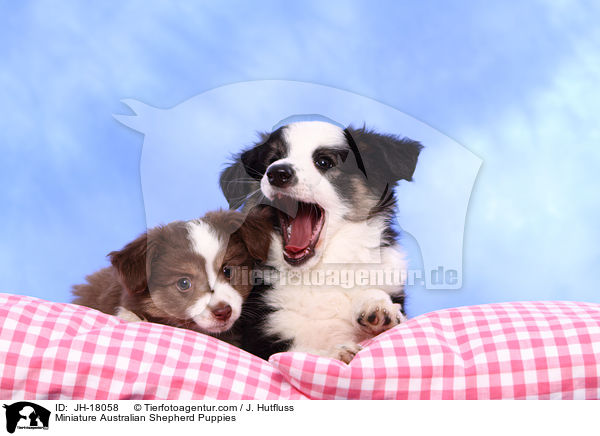 Miniature Australian Shepherd Welpen / Miniature Australian Shepherd Puppies / JH-18058