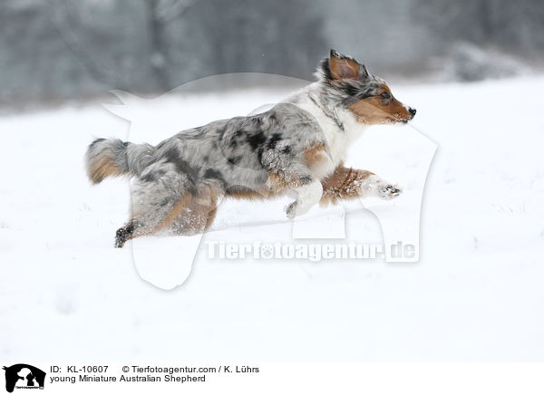 junger Miniature Australian Shepherd / young Miniature Australian Shepherd / KL-10607