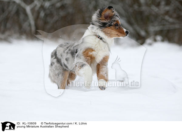 junger Miniature Australian Shepherd / young Miniature Australian Shepherd / KL-10609