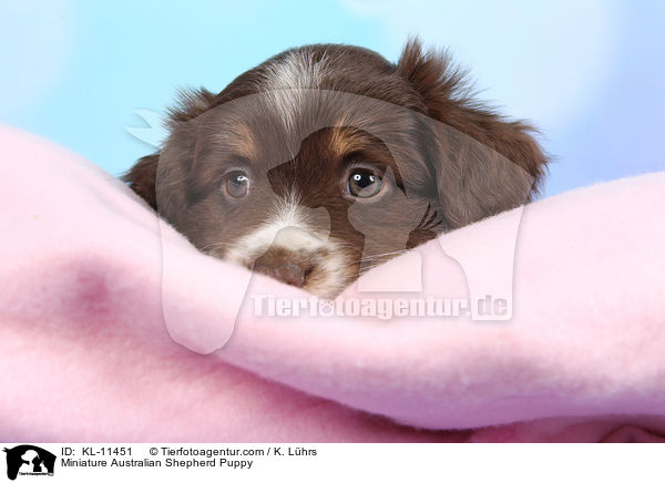 Miniature Australian Shepherd Welpe / Miniature Australian Shepherd Puppy / KL-11451