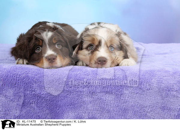 Miniature Australian Shepherd Welpen / Miniature Australian Shepherd Puppies / KL-11475