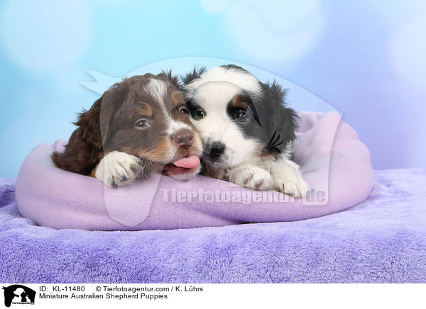 Miniature Australian Shepherd Welpen / Miniature Australian Shepherd Puppies / KL-11480