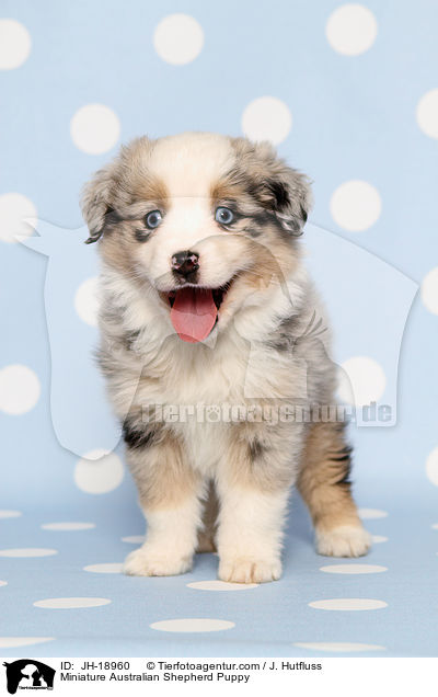 Miniature Australian Shepherd Welpe / Miniature Australian Shepherd Puppy / JH-18960