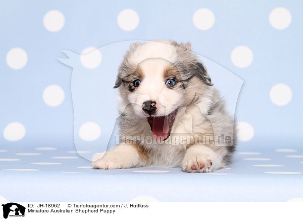 Miniature Australian Shepherd Welpe / Miniature Australian Shepherd Puppy / JH-18962