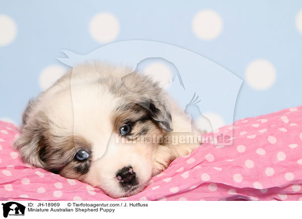 Miniature Australian Shepherd Welpe / Miniature Australian Shepherd Puppy / JH-18969