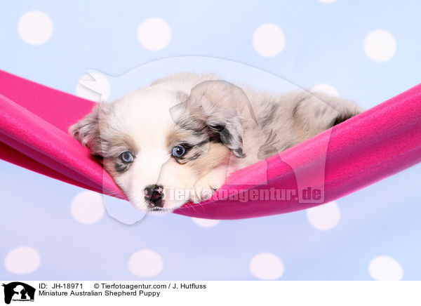 Miniature Australian Shepherd Welpe / Miniature Australian Shepherd Puppy / JH-18971