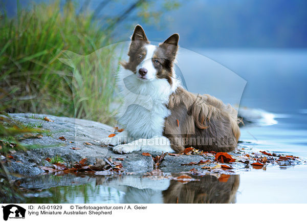 lying Miniature Australian Shepherd / AG-01929