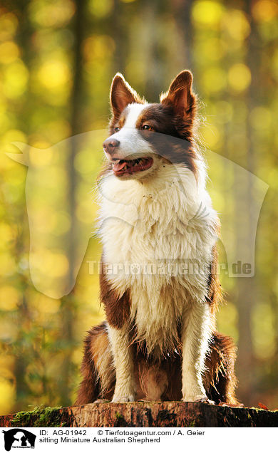 sitzender Miniature Australian Shepherd / sitting Miniature Australian Shepherd / AG-01942