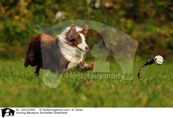 running Miniature Australian Shepherd / AG-01949