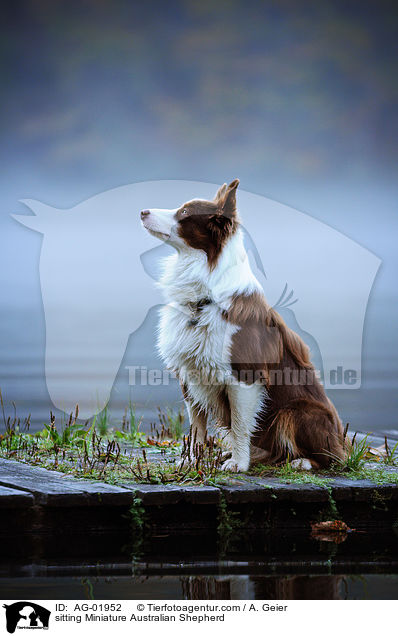 sitzender Miniature Australian Shepherd / sitting Miniature Australian Shepherd / AG-01952