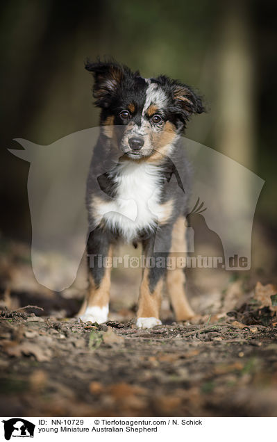 junger Miniature Australian Shepherd / young Miniature Australian Shepherd / NN-10729