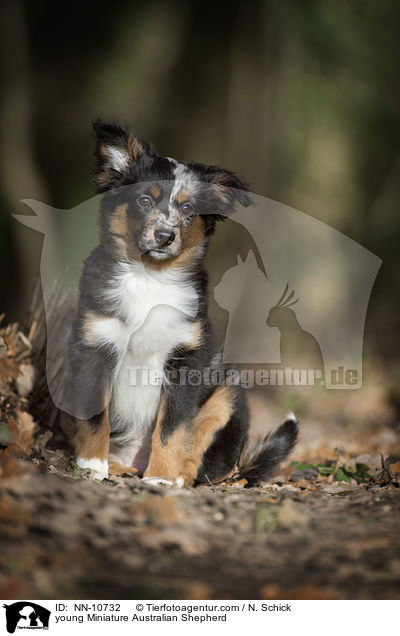 junger Miniature Australian Shepherd / young Miniature Australian Shepherd / NN-10732