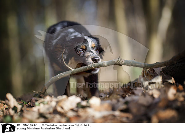 young Miniature Australian Shepherd / NN-10746