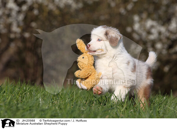 Miniature Australian Shepherd Welpe / Miniature Australian Shepherd Puppy / JH-20988