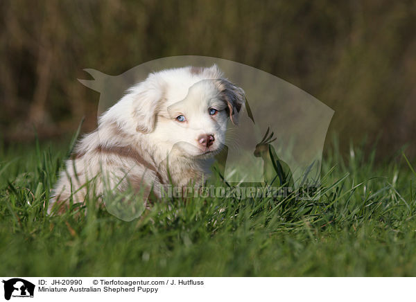 Miniature Australian Shepherd Welpe / Miniature Australian Shepherd Puppy / JH-20990