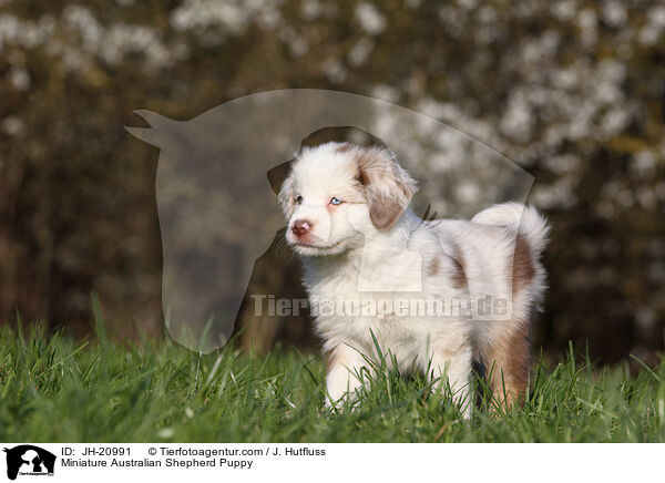 Miniature Australian Shepherd Welpe / Miniature Australian Shepherd Puppy / JH-20991