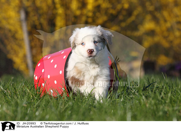 Miniature Australian Shepherd Welpe / Miniature Australian Shepherd Puppy / JH-20993